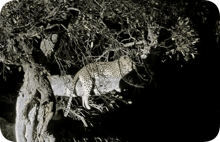 Evening game drives-rnd