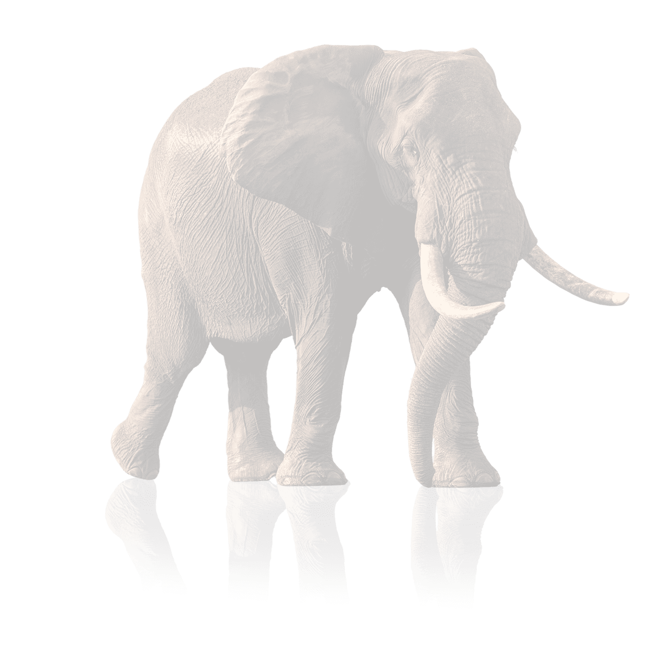 elephant-walking-road3A
